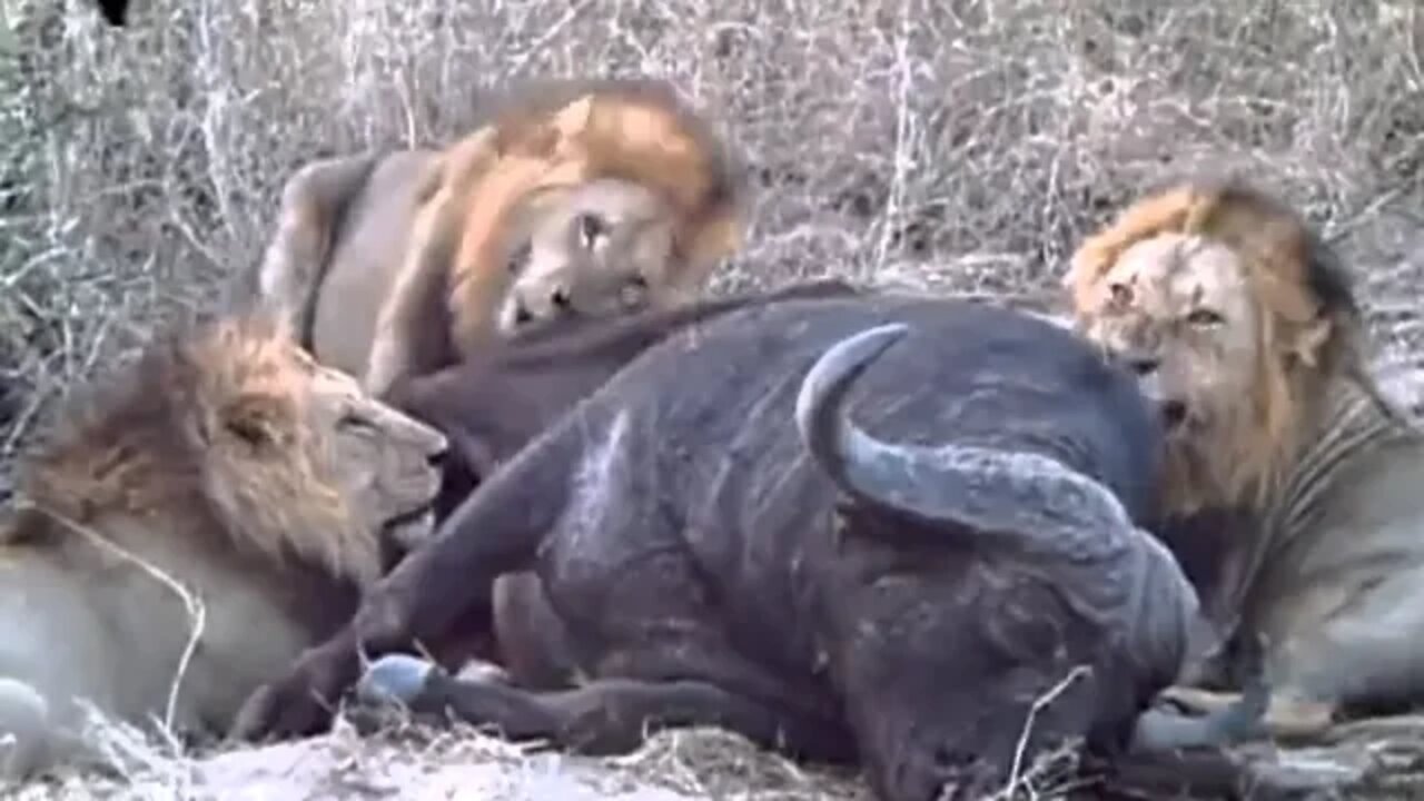 3 Big Lions Eating A Cape Buffalo (Mapogo Coalition)