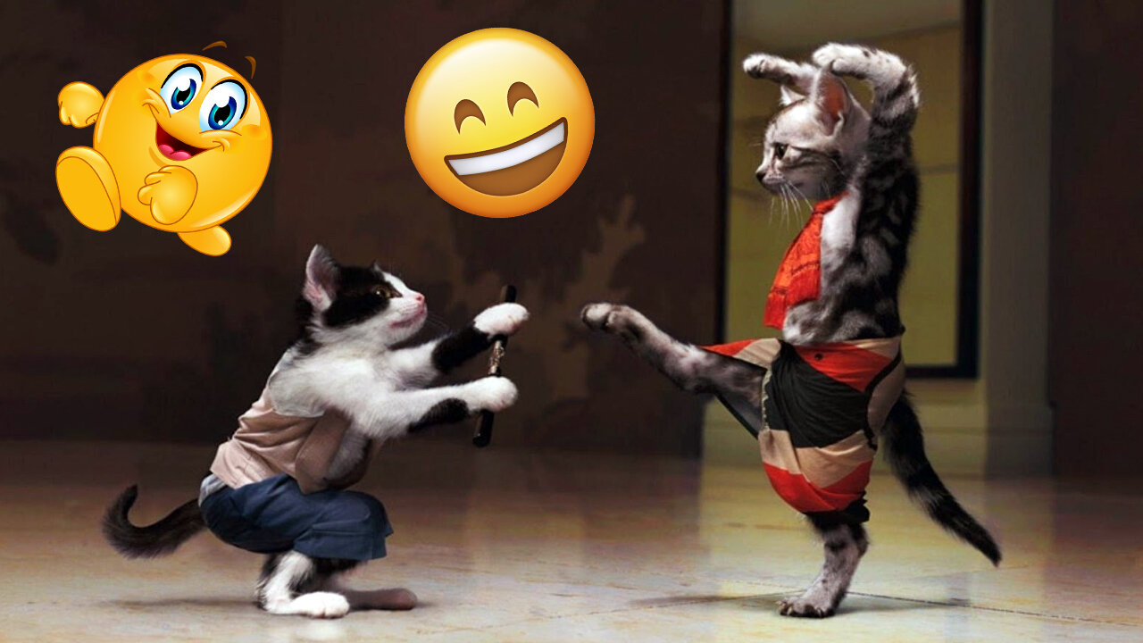 Funny Cats Video 😺😻😽