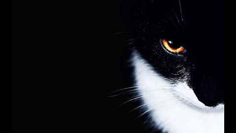 Animals just like humans are being subjected to unnecessary harm from vaccines.
