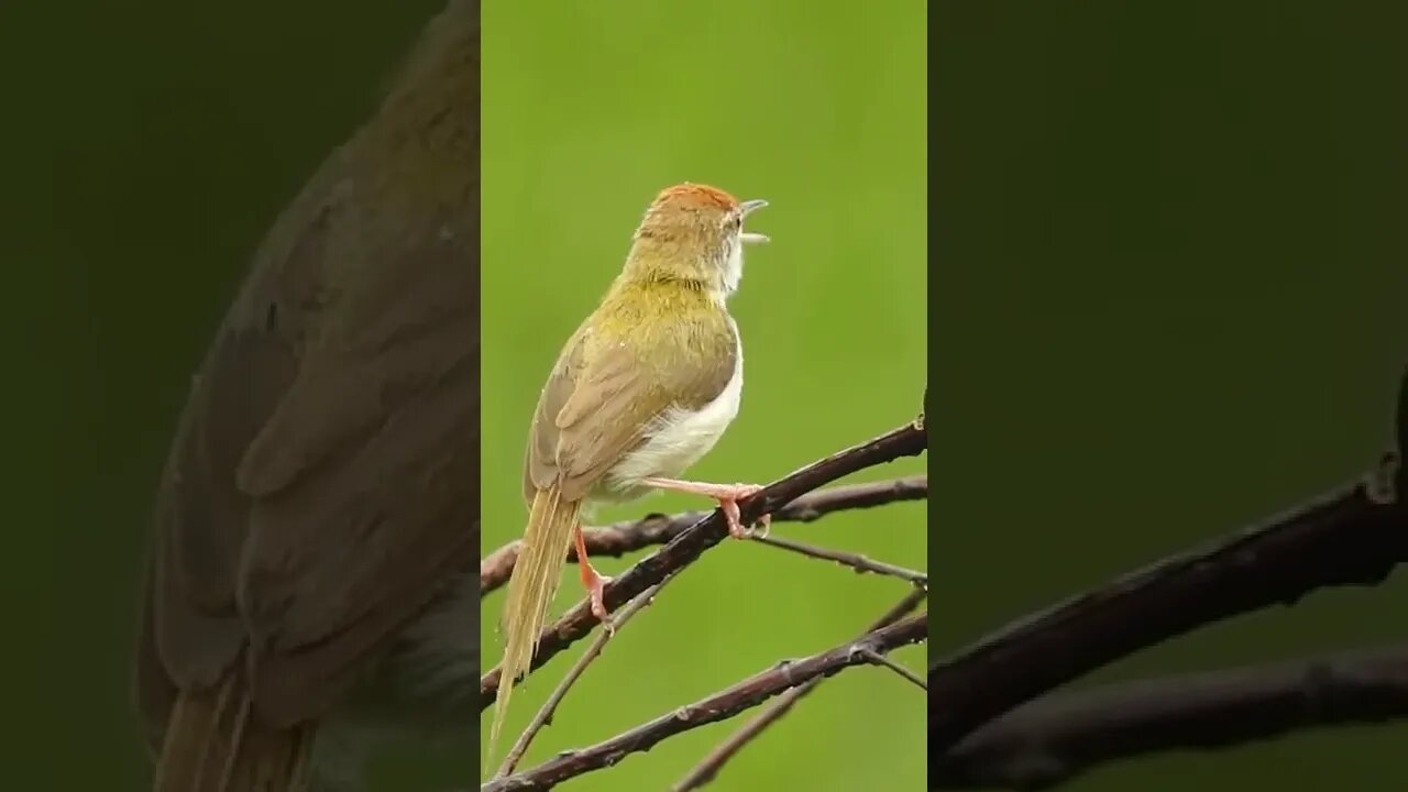 Oiseau Chanteur