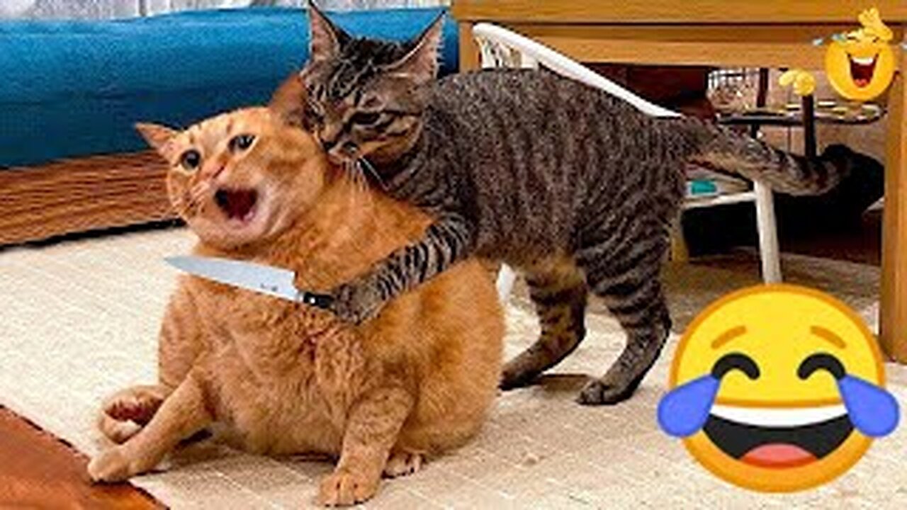 Funniest Cats And Dogs Videos Animal Videos 2024 😻