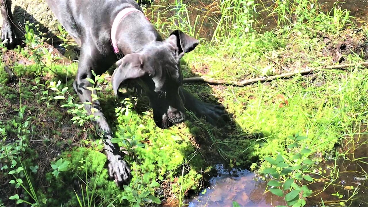 Great Dane puppy is adorably terrified of stick floating in a swamp puddle