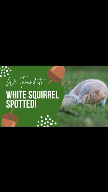 SPOTTED: White Squirrel in the Neighborhood