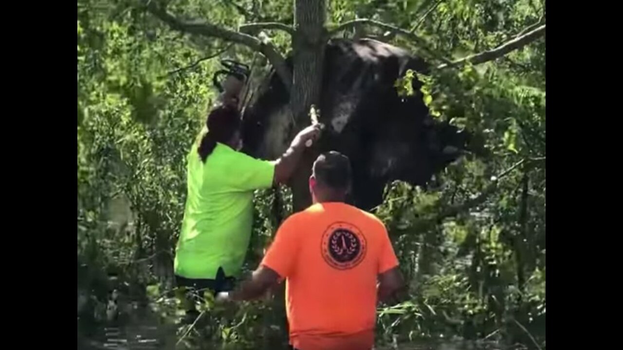 MOOOOO'ving Footage: Cow Rescued From A Tree - THE CORRECT VIEWS 09/03/2021