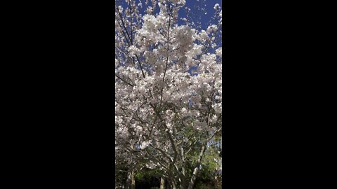 Cherry Blossoms