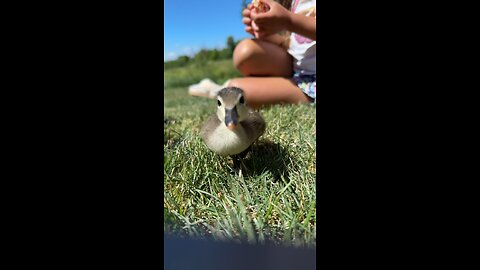 Cute Duckling