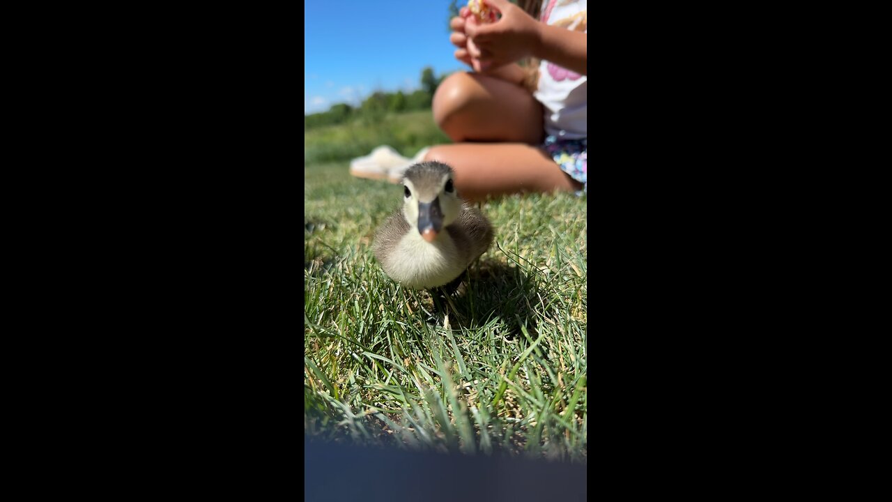 Cute Duckling