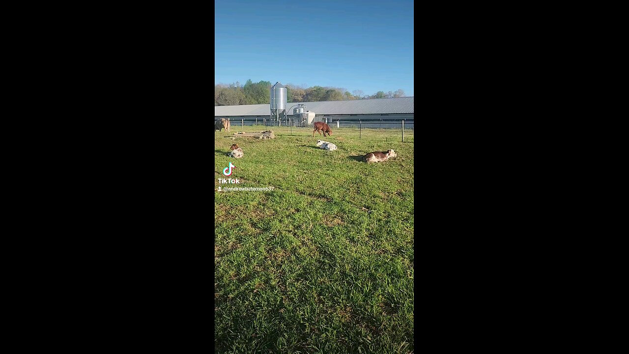 Happy baby calves.