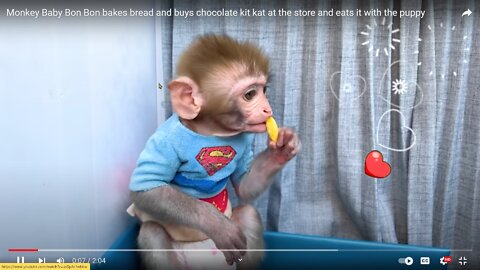 cute monkey eating bread and chocolate