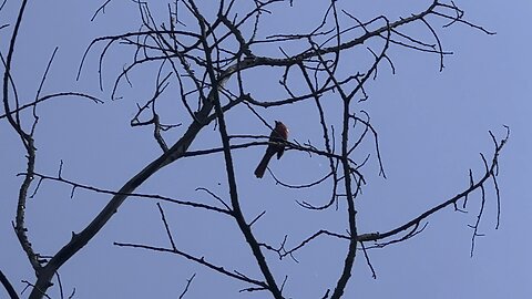 Singing Male Cardinal