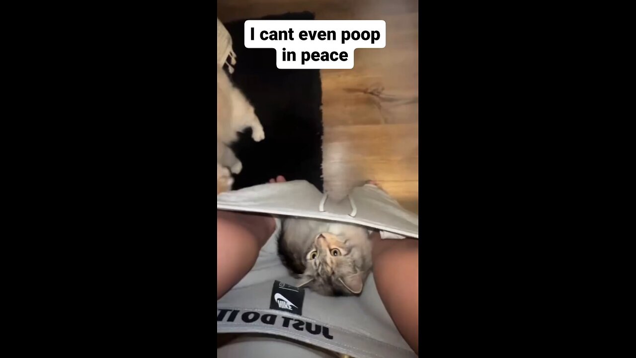 POV: I CAN'T EVEN POOP IN PEACE!!!!|FUNNY CAT VIDEOS|CATS| FUNNY VIDEOS