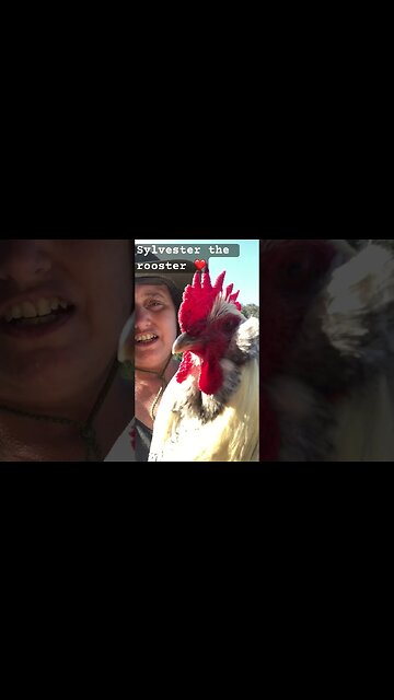 Sylvester the rooster ❤️ lovely boy