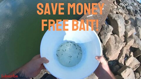 Bait In A Bucket