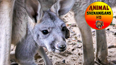 Big Adorable Baby Kangaroo #Joey