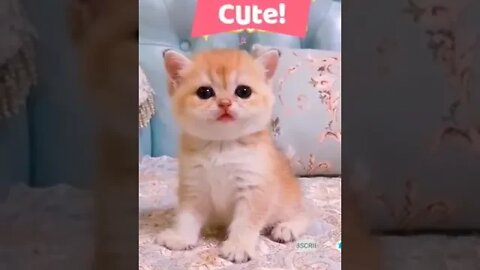 cute cat videos 😹 funny videos 😂 1068😻 #shorts