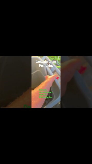 Giant Pumpkin Watering #pumpkinplant #garden #pumpkinleaves