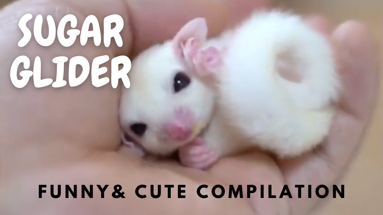 SUGAR GLIDERS Funny & Cute Compilation