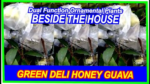 Green Deli Honey Guava