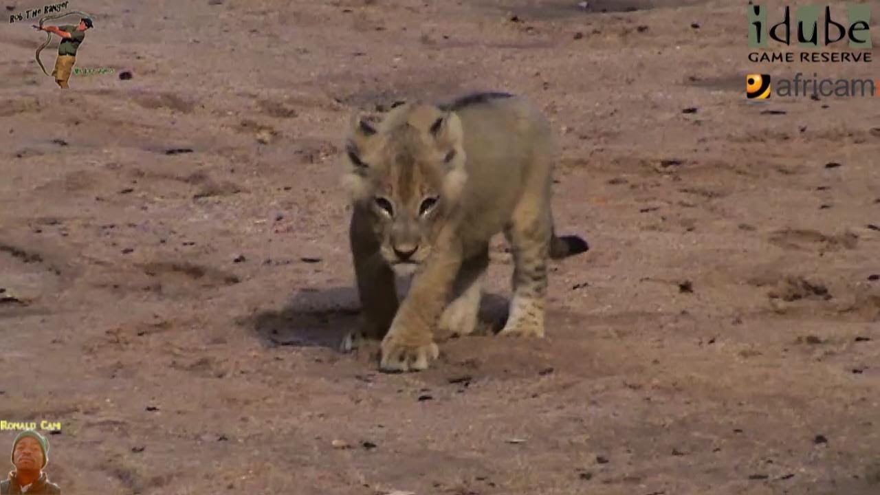 LIONS: Following The Pride 10: In A New Riverbed