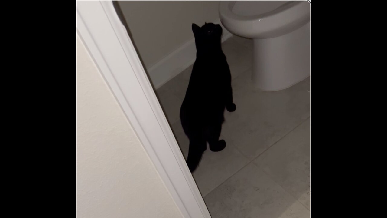 Adopting a Cat from a Shelter Vlog - Watch Out if You Leave the Toilet Lid Open #shorts