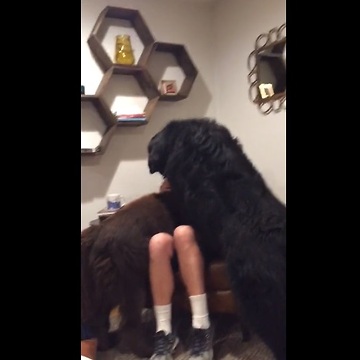 A dog owner pets his massive Newfoundland. But what happens when the other one finds out? OMG!