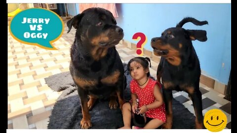 My dog's funny fight | Rottweiler puppy I funny dog videos | the rott |