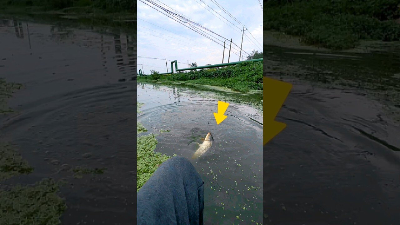 Big Carp Fish Catching Techniques। #fishing #fish #carpfishing