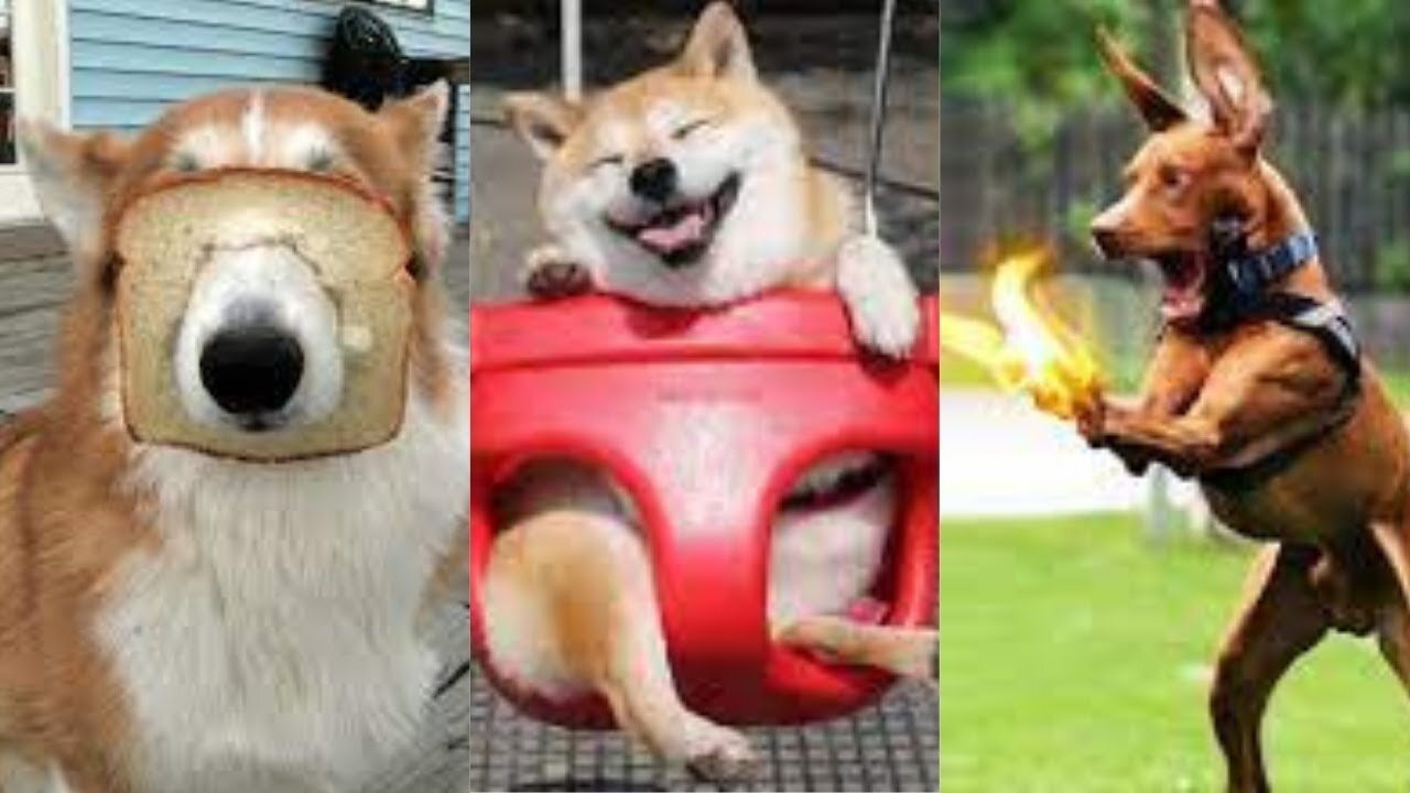 Unbelievable Behavior of the Funniest Pets You Have Ever Seen!.Funny Dogs Compilation