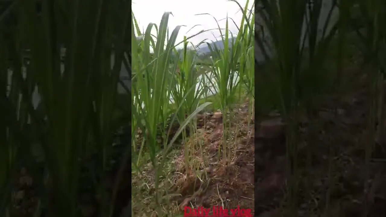 the beauty of clover