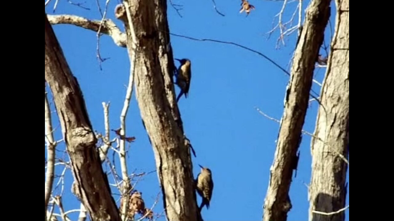 Two immature red headed woodpecker.