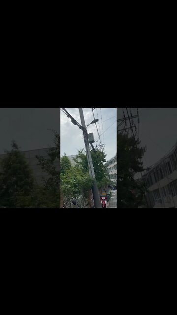 까마귀 성요셉아파트 중림동 중구 서소문로