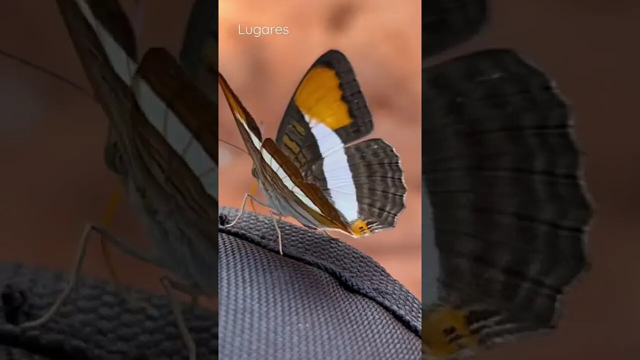 Linda Borboleta Pousou na Bolsa da Câmera! 🦋