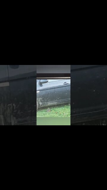 Birbs #ohhighbud #strangedanimal #farmlife