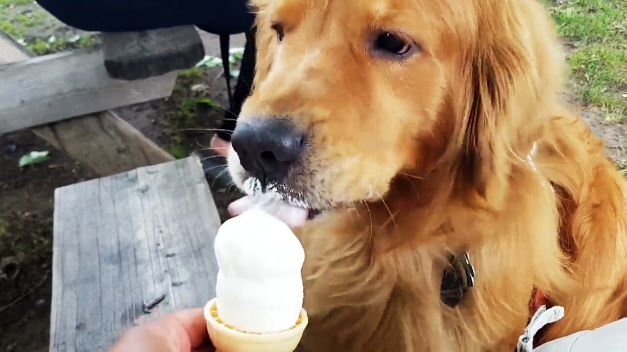 Golden Retriever eating ice cream(2021)