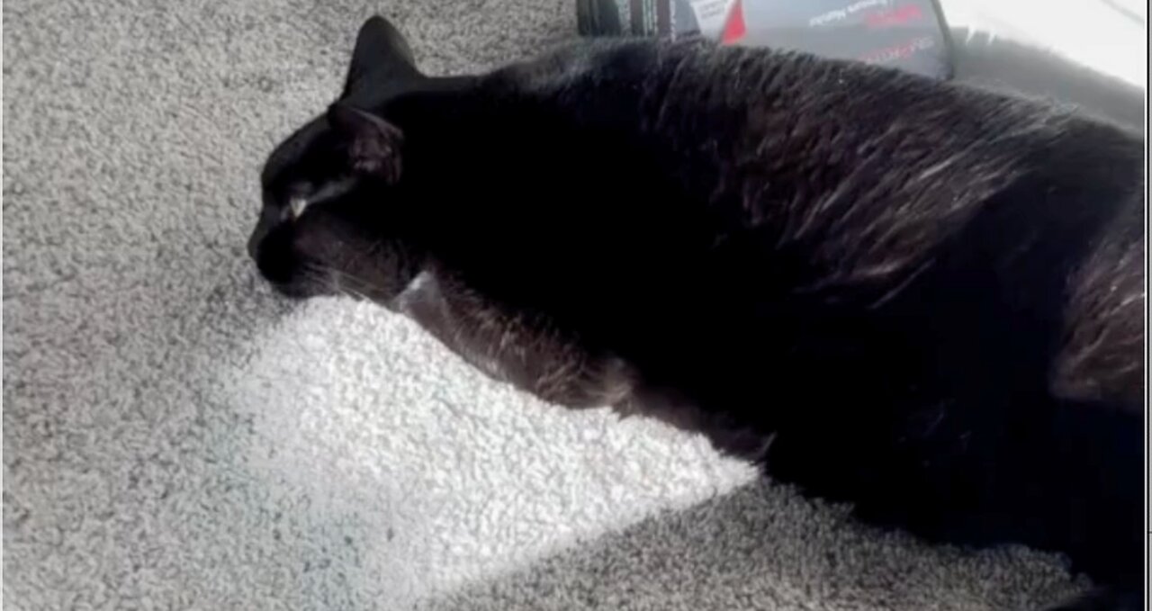 Adopting a Cat from a Shelter Vlog - Cute Precious Piper Enjoys Sleeping in Her Sunny Spot #shorts