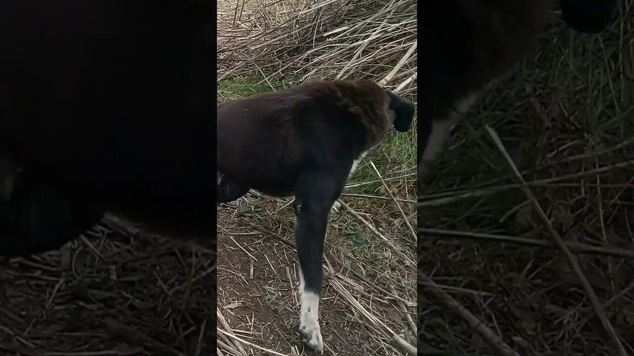 THIS DOG LIKES POTATO (11/11/23)