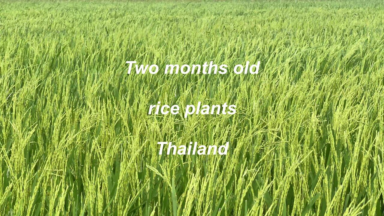 Two months old rice plants in Thailand