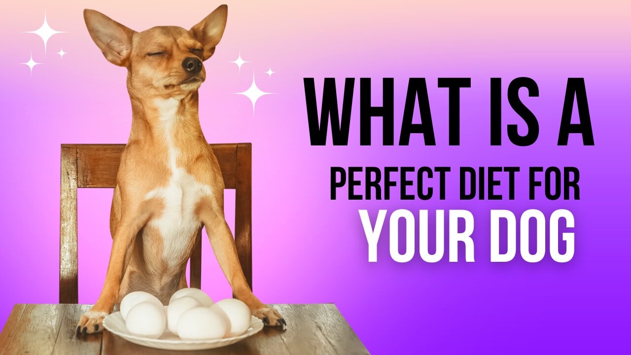 what is a perfect diet for your dog?