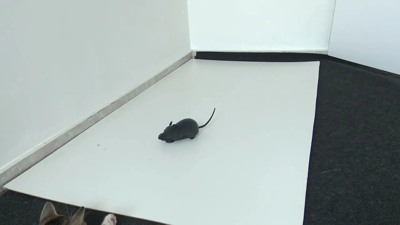 Cat Is Curious about Robot Mouse