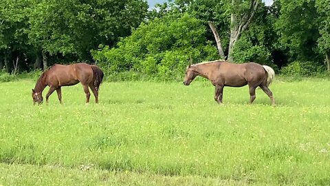 Horsy Sleepover - Buddy & Belle Grazing Together