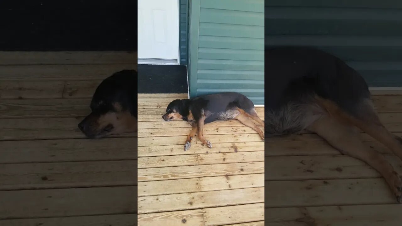 Rottweiler Totally Relaxed 😂🤣 #rottweiler #shorts