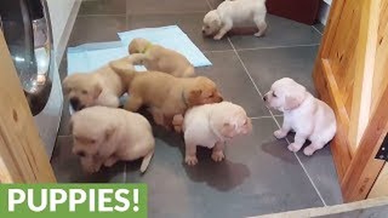 Cute Puppies So Funny Videos