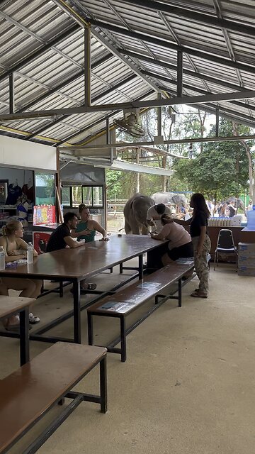 Baby elephant hungry for milk