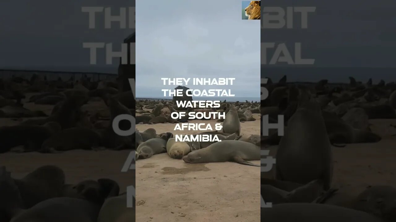 @AfricanWildlifeFacts101 #africa #namibia #sealife #shorts SUBSCRIBE & SHARE! 👉