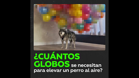 🎈Dueña de un 'husky' intenta hacerlo volar con globos de helio