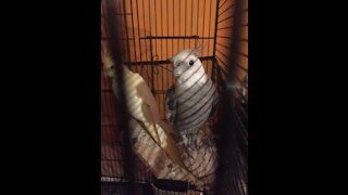 Toto never stops singing