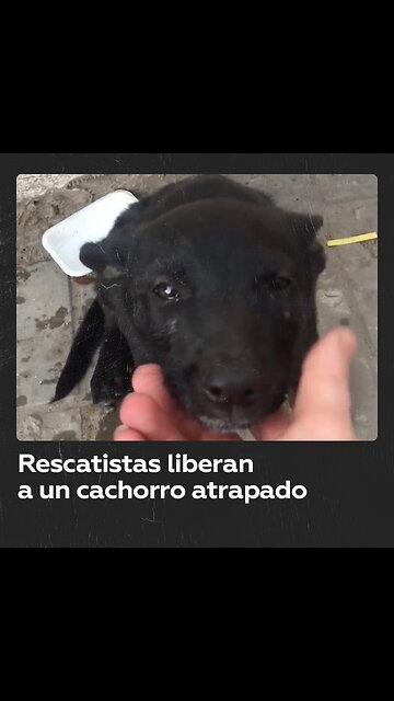 Rescatan perro atrapado en un muro de concreto en Rusia