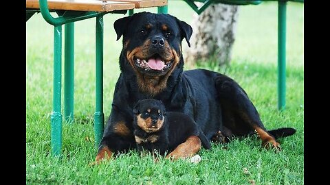 Top ten dogs info