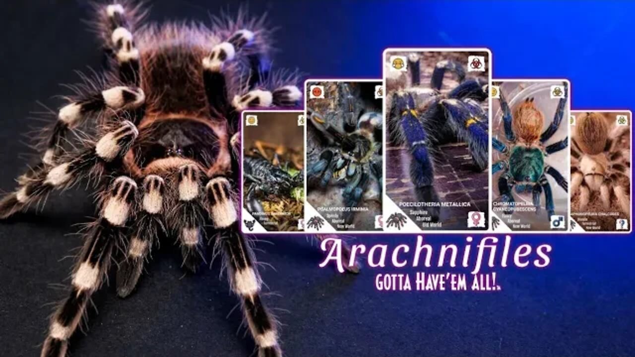 NEW TARANTULA APP! Arachnifiles Review & Tutorial