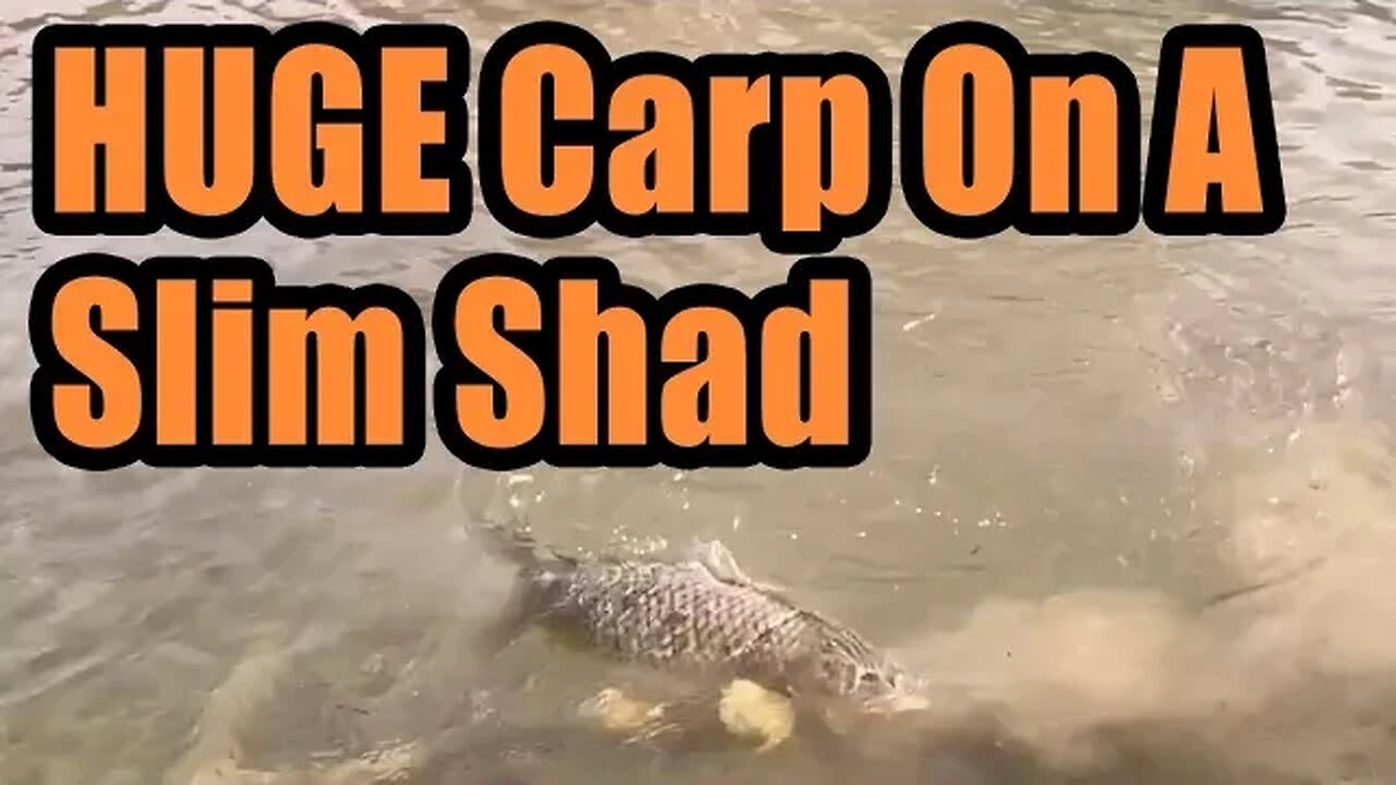 I Dropped A 2" Slim Shad Minnow In Front of a HUGE Tailing Carp...and this happened!